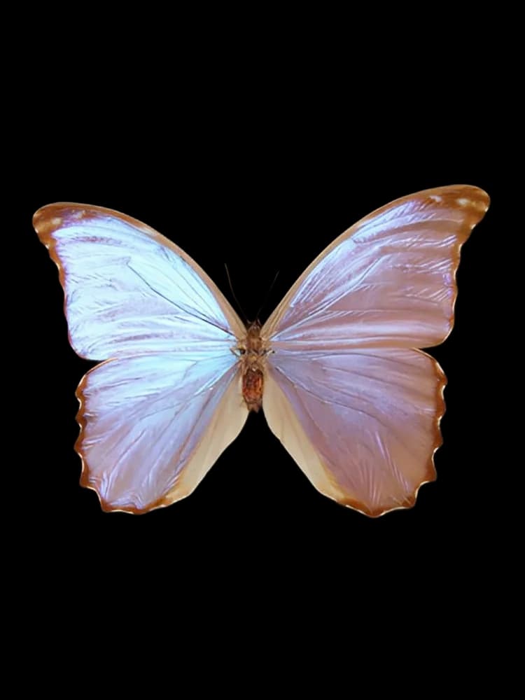 Butterfly bottle