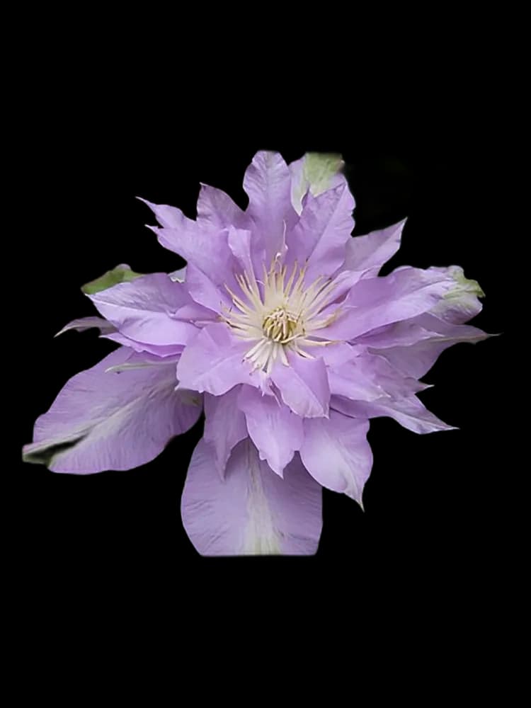 Fleur de Lilac bottle